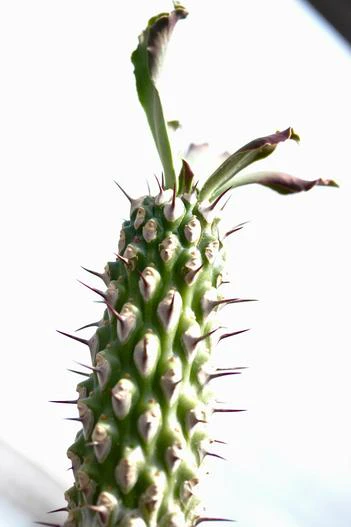 Euphorbia unispina image