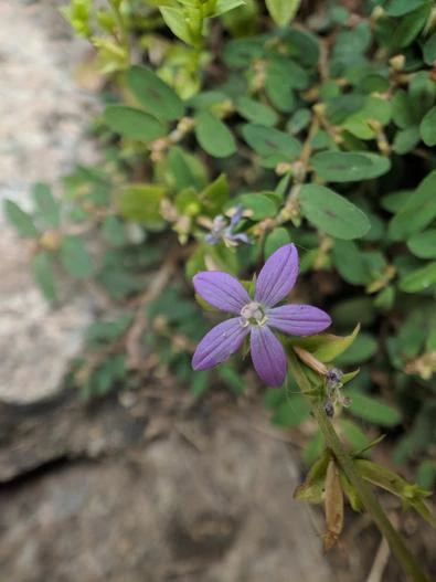 Triodanis perfoliata subsp. biflora image