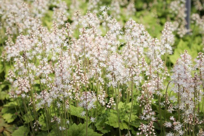 Tiarella cordifolia image