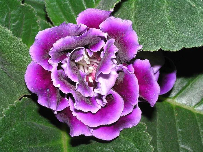 Sinningia speciosa image