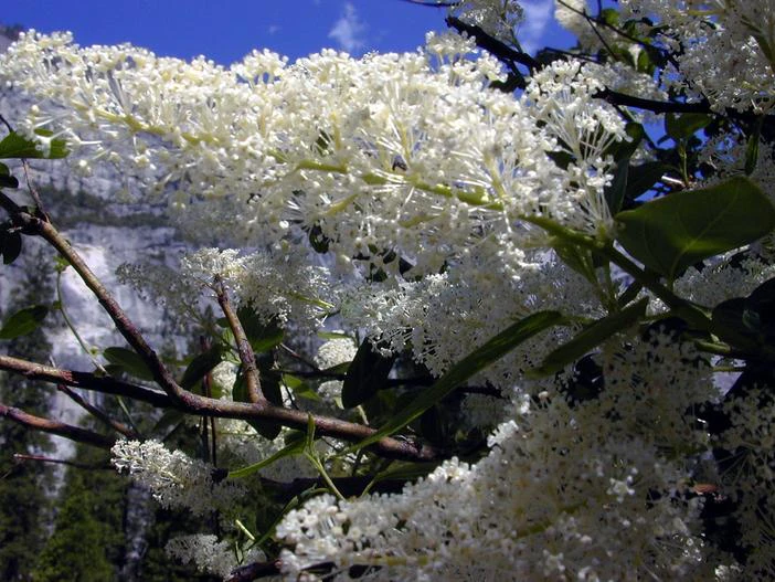 Ceanothus integerrimus image