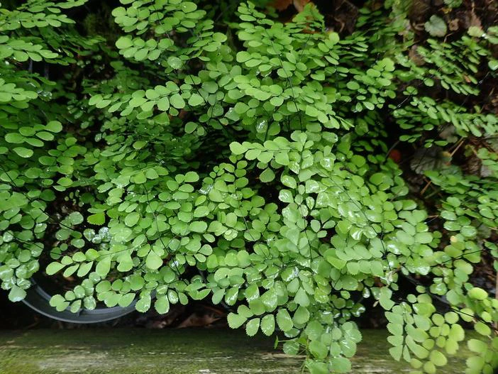 Adiantum venustum image