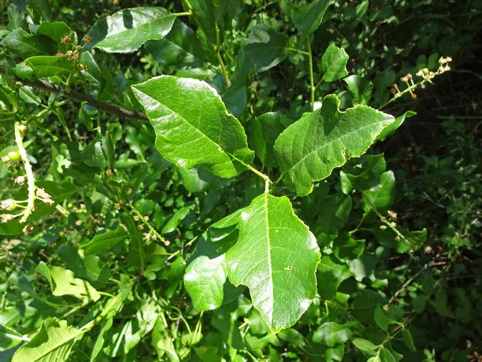 Prunus virginiana var. melanocarpa image