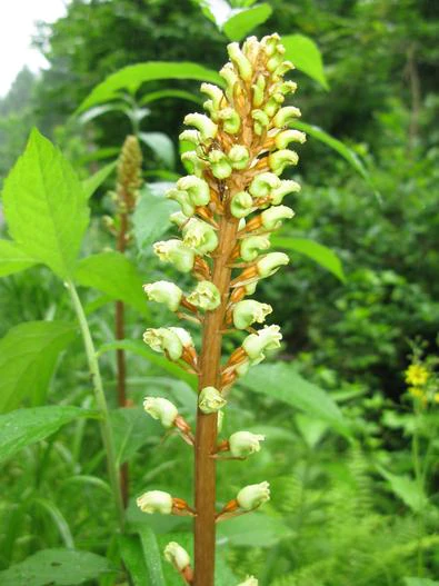 Gastrodia elata image