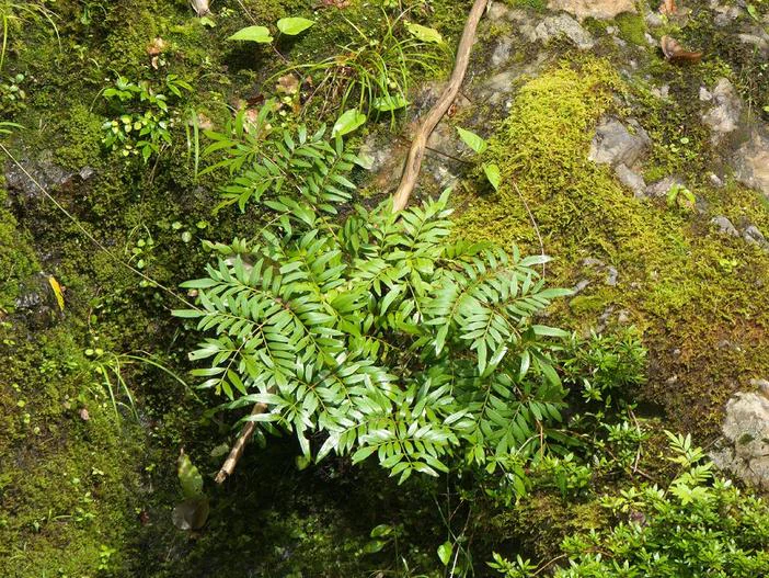 Osmunda lancea image
