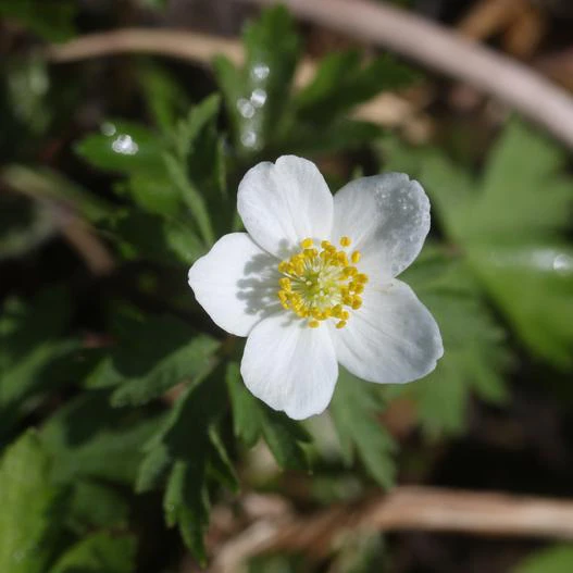 Anemone stolonifera image