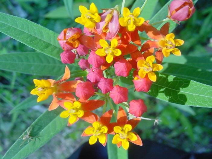 Asclepias curassavica image
