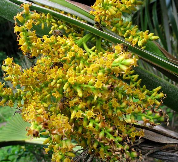 Pritchardia martii image