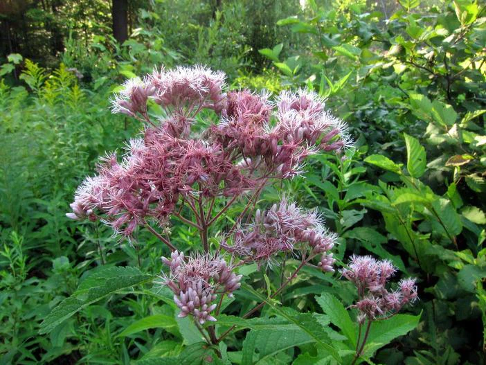 Eutrochium purpureum image