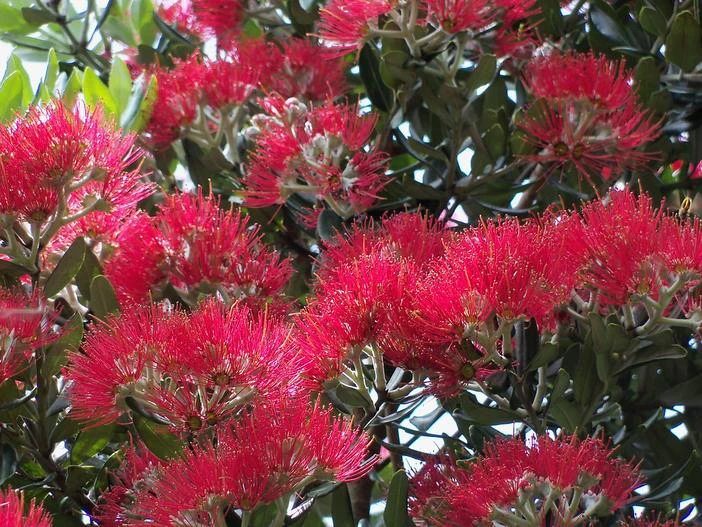 Metrosideros excelsa image