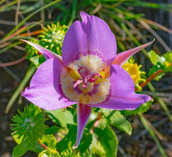 Calochortus macrocarpus image