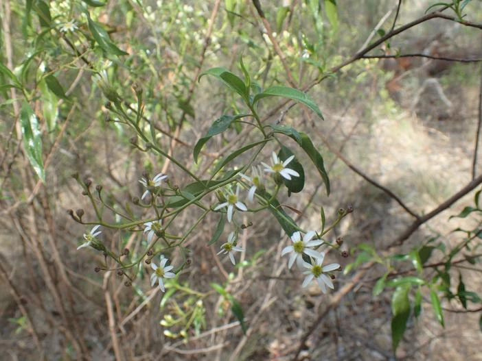 Olearia elliptica image
