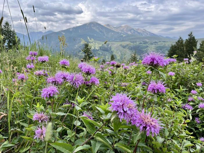 Melissa montana image