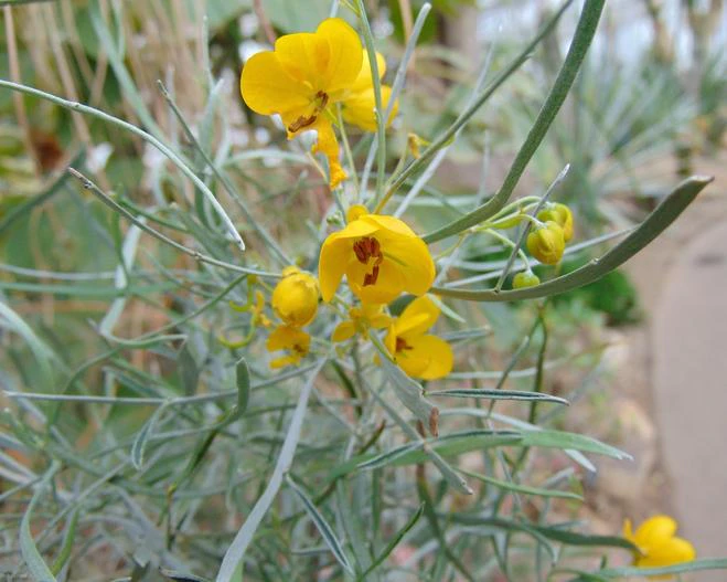 Cassia eremophila image