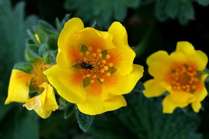Potentilla megalantha image