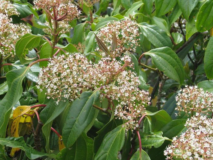Viburnum cinnamomifolium image