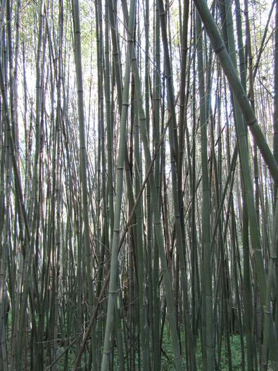 Phyllostachys nidularia image
