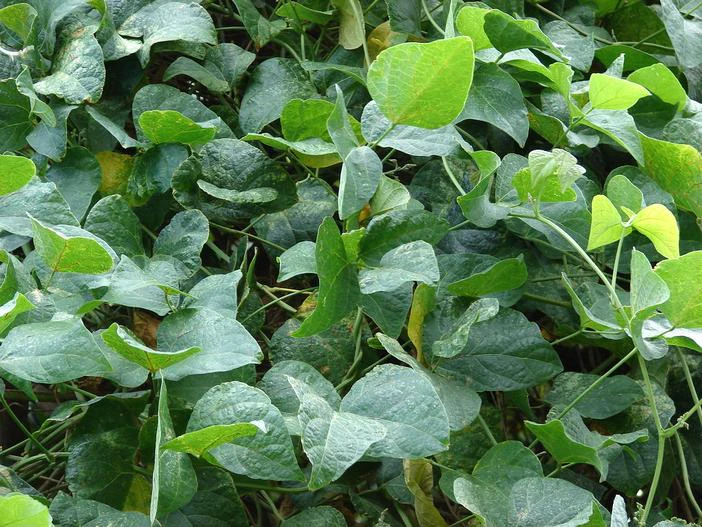 Phaseolus lunatus image