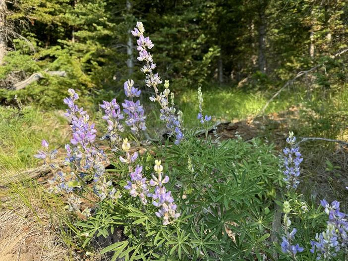 Lupinus sericeus image
