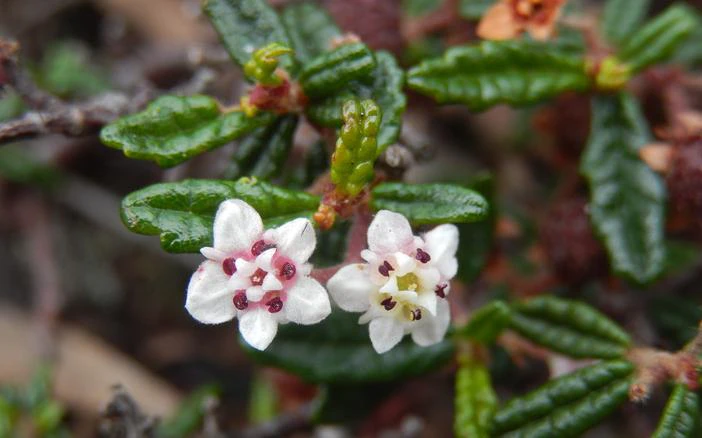 Commersonia hermanniifolia image