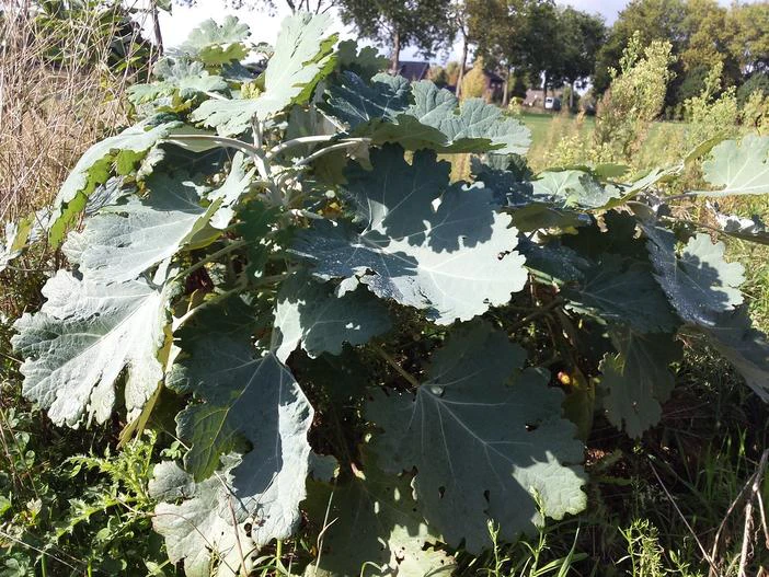 Macleaya microcarpa image