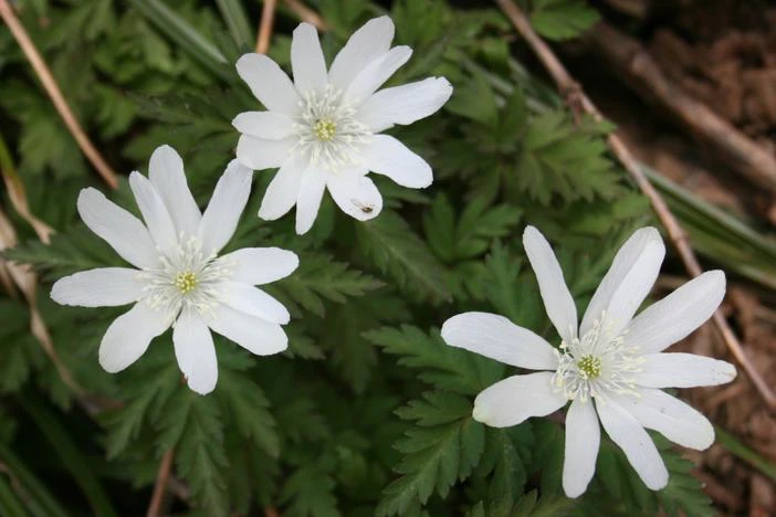 Anemone pseudoaltaica image