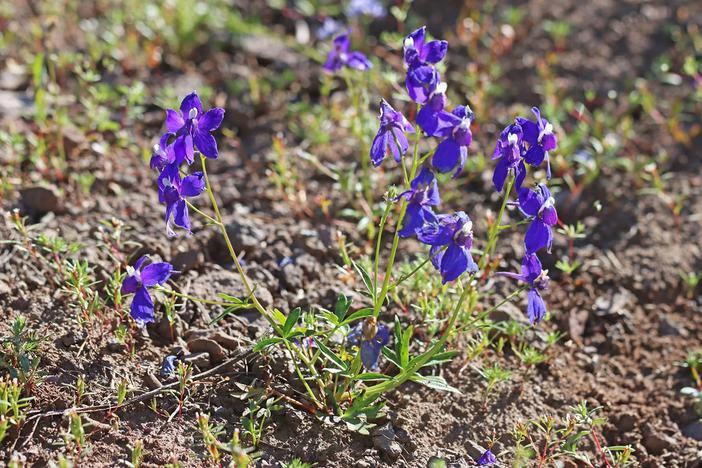 Delphinium nuttallii image