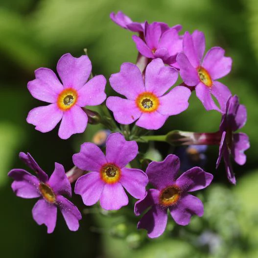 Primula japonica image