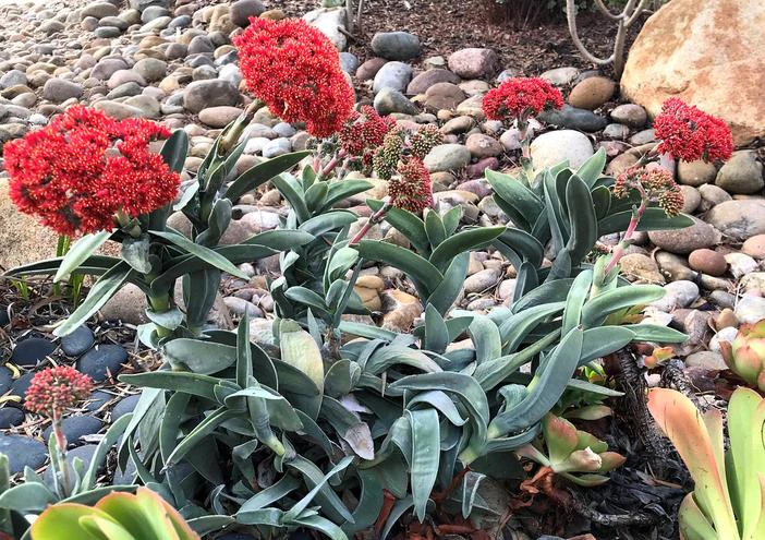 Crassula falcata image