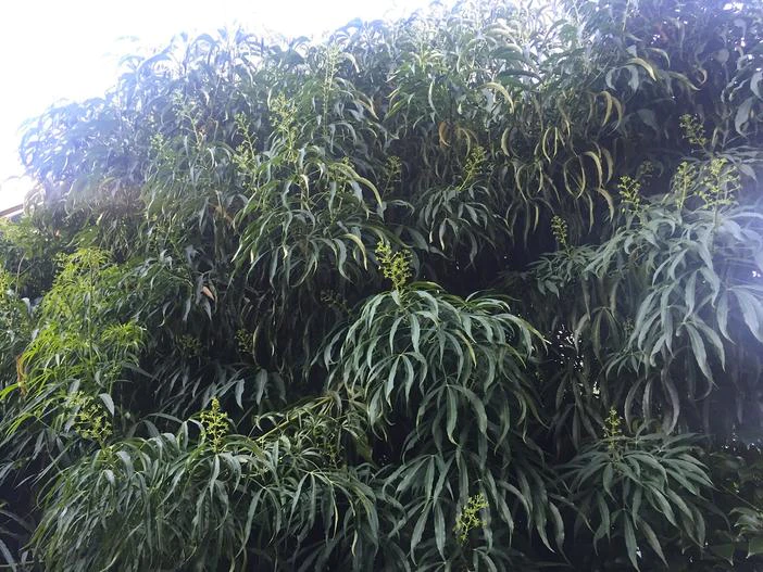 Metapanax delavayi image