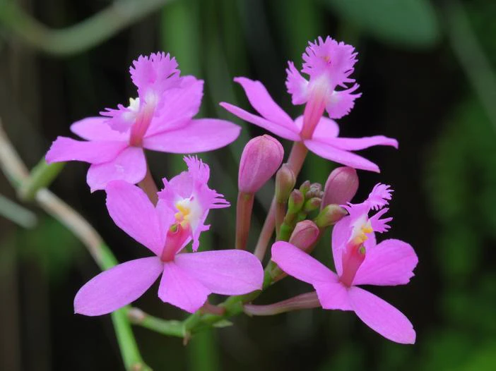 Epidendrum ibaguense image