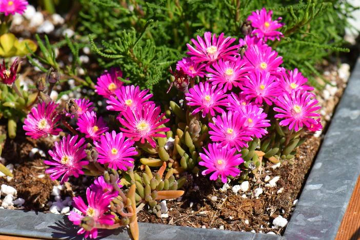 Lampranthus spectabilis image