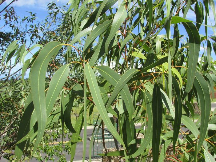 Eucalyptus camaldulensis image