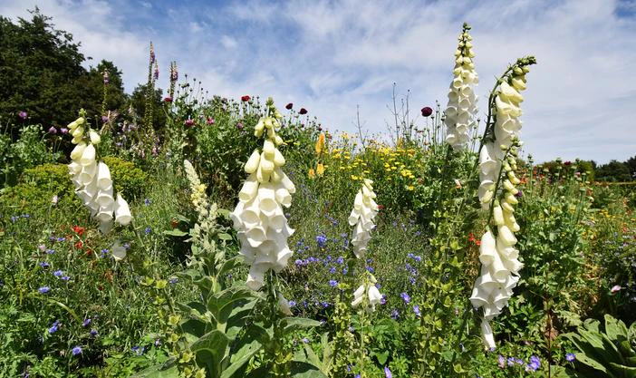 Digitalis alba image