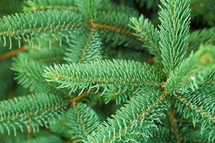 Picea asperata image