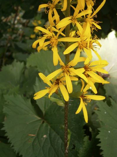 Ligularia przewalskii image