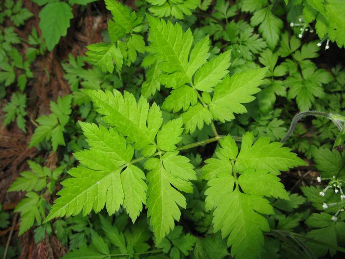 Osmorhiza aristata var. aristata image