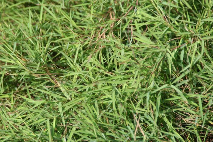 Pogonatherum paniceum image