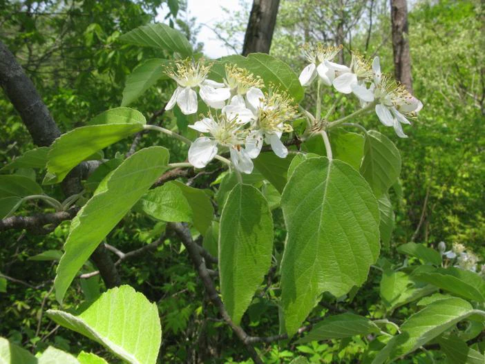 Malus tschonoskii image