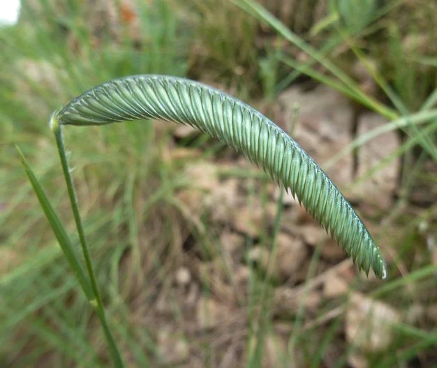 Harpochloa falx image