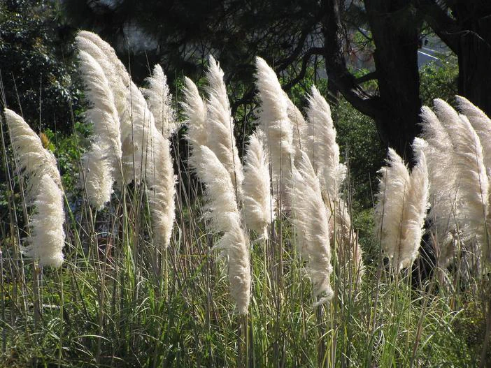 Cortaderia selloana image