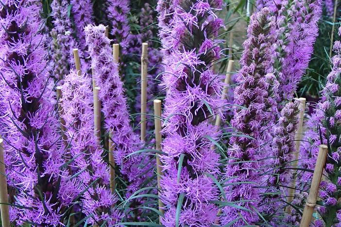 Liatris spicata image