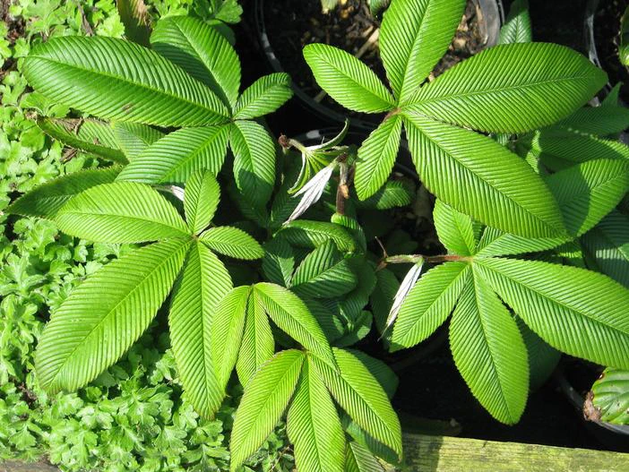 Rubus lineatus image