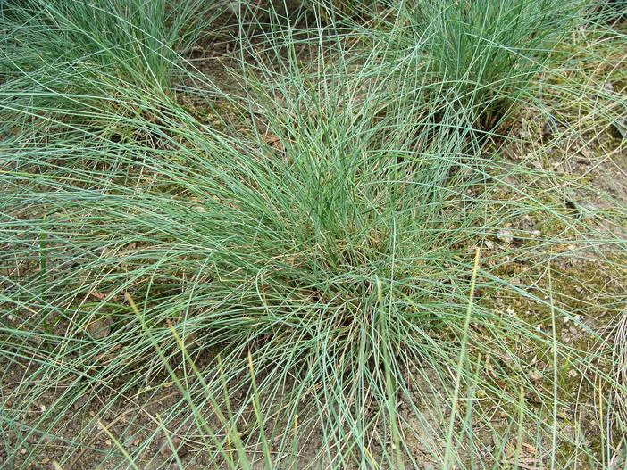 Festuca filiformis image