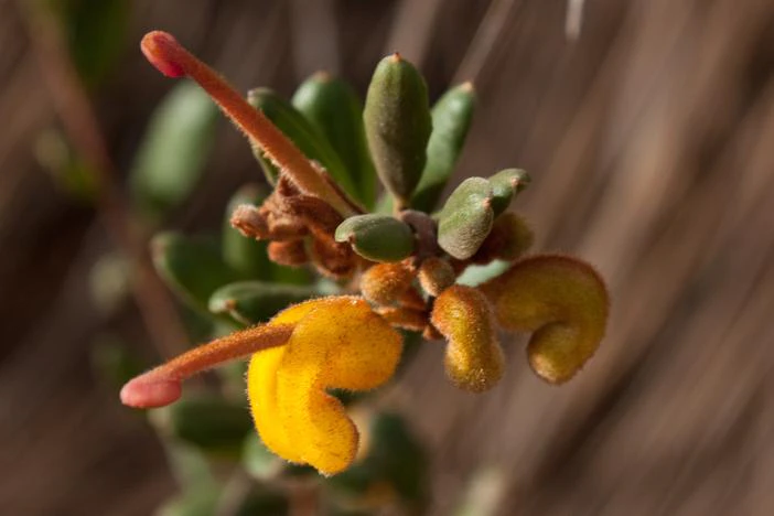 Grevillea chrysophaea image