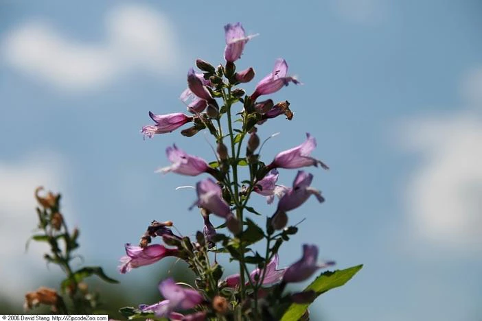 Penstemon smallii image