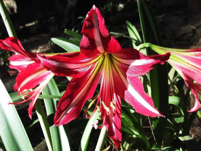 Hippeastrum psittacinum image