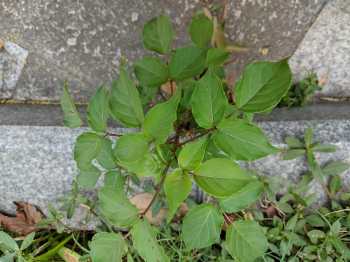 Bischofia polycarpa image