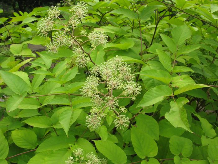 Aralia cordata image