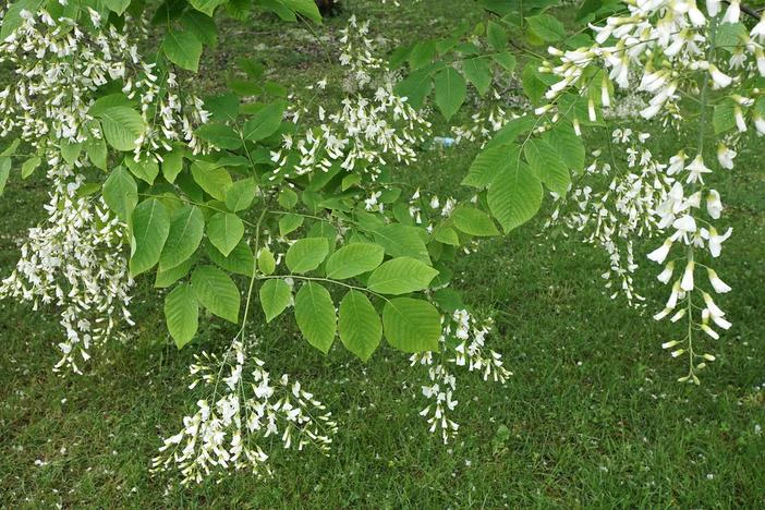 Cladrastis kentukea image